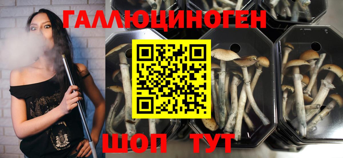 Псилоцибиновые грибы GOLDEN TEACHER  Вход с VPN  Ковров 